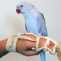 For the birds: Parakeet co-designs its own perch