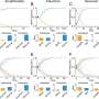 More is different when AI agent populations work together, study suggests